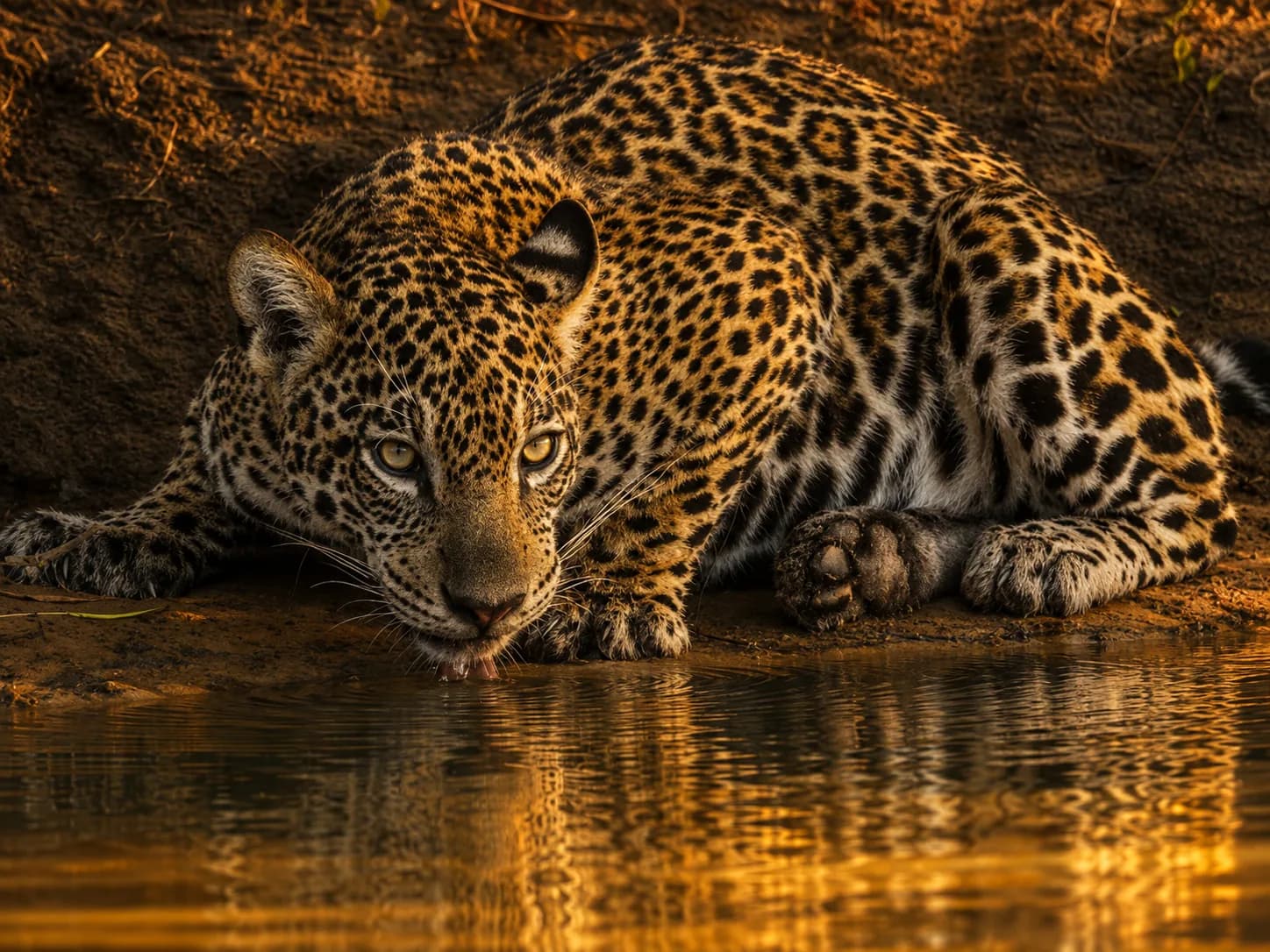 Expedição Onça-Pintada